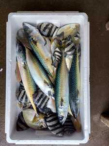 青森鮮魚5.0kgを一夜干し1箱3980円即決