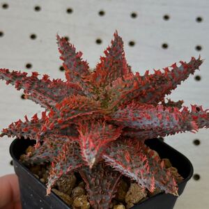 アロエ 実生 ハイブリッド 多肉植物 Aloe hybrid 144