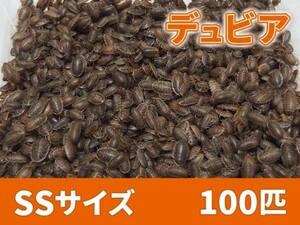 【送料無料】 デュビア SS ベビーサイズ 1.0cm以下 100匹 紙袋配送 アルゼンチンモリゴキブリ 肉食熱帯魚 爬虫類 両生類 [2753:broad2]