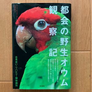 都会の野生オウム観察記　お見合い・リハビリ・個体識別