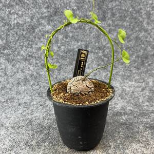 【鉢ごと発送】アフリカ型 亀甲竜 / Dioscorea elephantipes / 3号鉢 / 塊根・多肉植物【現品】 24-9-18-13