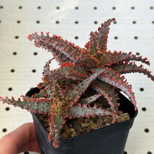 アロエ 実生 ハイブリッド 多肉植物 Aloe hybrid 237