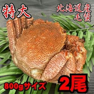 【訳あり】特大　毛がに　2尾（約800ｇサイズ）　北海道産　堅蟹　毛蟹　けがに　ケガニ　蟹　かに　ボイル　母の日　父の日　お歳