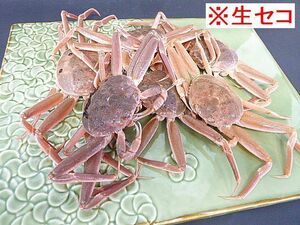 A２ 送料込 販売スタート! 鳥取県産 新鮮 生 松葉メス/セコガニ/親がに 約2Kg強で 12枚～16枚入り　かに 蟹 松葉ガニ メス