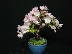 【ビャクシン】旭山桜／アサヒヤマサクラ 花芽いっぱい 極太幹 樹高１６㎝ 小品盆栽 ミニ盆栽 盆栽 桜盆栽 No２ー６