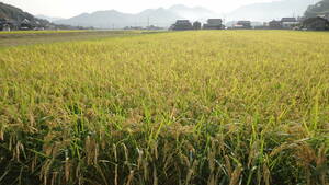岡山発　令和5年産　自然な栽培のお米お探しの方に　朝日米　天日干し　自然乾燥　白米１キロ　