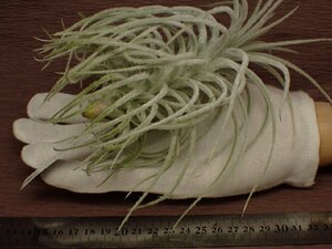 Tillandsia tectorum Caulescent form チランジア・テクトラム カウレッセントフォーム 266★エアプランツEP