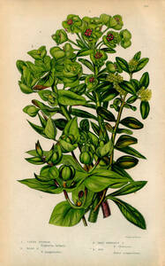 1854年 Pratt 多色石版画 英国の顕花植物 トウダイグサ科 ホルトソウ ツゲ科 セイヨウツゲ