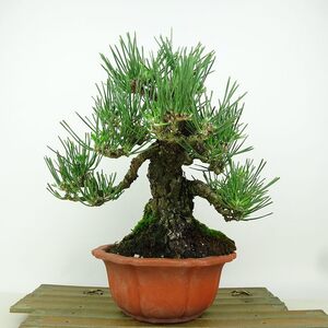 盆栽 松 黒松 樹高 約20cm くろまつ Pinus thunbergii クロマツ マツ科 常緑針葉樹 観賞用 小品 現品