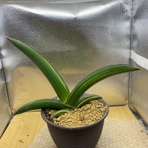 超希少種　サンスベリア　ラスアノド　斑入り Sansevieria Las Anod LAV24977 Variegated 多肉植物 美苗 