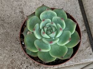 多肉植物　 エケベリア　桃太郎