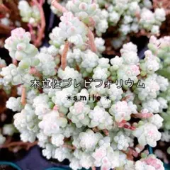 多肉植物　希少セダム　木立性ブレビフォリウム　カット苗