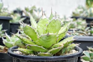 アガベ　ヨーロッパ産オテロイ　子株　agave 多肉植物