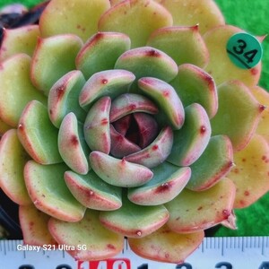 1225発送-G034 Red エケベリア 多肉植物 韓国苗