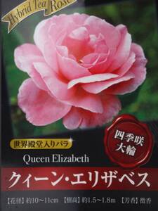 即決1280円N♪HT 四季咲大輪バラ苗クイーンエリザベス