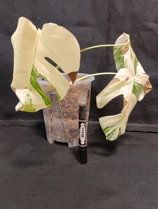 中型 高級 斑入り モンステラ 白斑 ボルシギアナ ホワイトタイガー バリエガータ Monstera whitetiger Borsigana Varigated ネガミエル 