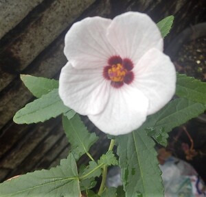 高砂芙蓉　5本1０ｃｍ苗　春から秋まで咲きます。