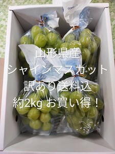 クール便込山形県産皮ごと食べれる種無し葡萄シャインマスカット 訳あり品自家用、送料込 約2キロ 3～5房程度1