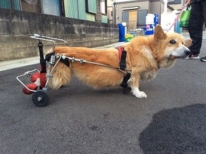 ヤマペットのコーギー・ダックス犬用車椅子：レンタル・車いす・車イス・中古車