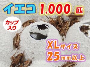 ヨーロッパイエコオロギ イエコ 成虫 XL サイズ 20mm以上 カップ入り 1000匹 生餌 死着保証10% 爬虫類 両生類 トカゲ カエル [3687:gopwx]