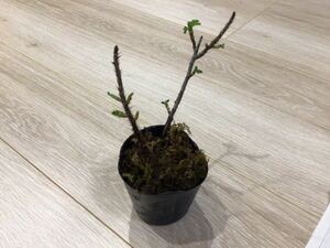 ■ ハマナスの苗 ●１ポット ●鉢植え・庭植え