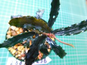 ◎2885TN236　 (自家栽培）水草　ブセファランドラ　Bucephalandra sp. Batang Kawaバタンカワ