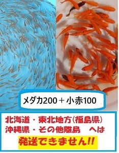 小赤100匹とメダカ200匹セット　新小赤　めだか　ヒメダカ　当歳　餌金　金魚　金魚すくい　エサ金