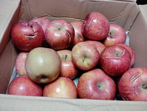 信州産リンゴ　サンフジ　加工用　箱込み約５ｋｇ