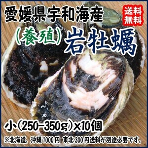 岩牡蠣 （200~250g×10個） 養殖 愛媛 （期間限定 5月中旬～8月末） 送料無料 北海道/沖縄/東北は別途送料 宇和海の幸問屋