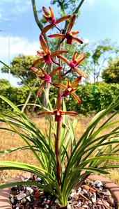 中国 春蘭 一茎九華 一茎九花 東洋ラン 山野草 「紅花」「素芯」2本立ち 花芽付き ①