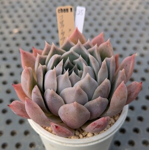 25.コロラータアウテンティカ×ラパス 実生苗 エケベリア 国産 多肉 Echeveria