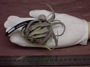 Tillandsia streptophylla Red clone チランジア・ストレプトフィラ レッドクローン 537●エアプランツEP