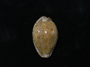 貝の標本 Cypraea ocellata 25mm.India