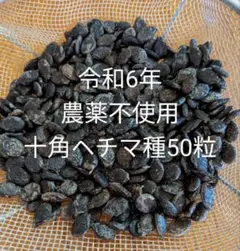 農薬不使用トカドヘチマの種50粒　十角糸瓜