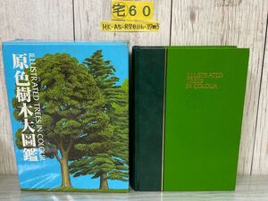 3-△ 原色樹木大図鑑 林弥栄 古里和夫 中村恒雄 北隆館 昭和60年 1985年 初版