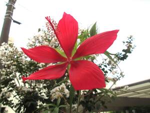 紅葉葵の種 赤 ８0粒 もみじあおい モミジアオイ