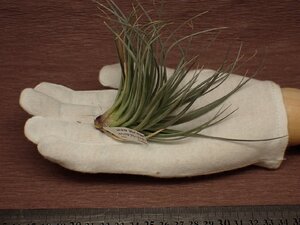 Tillandsia stricta 