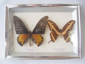 ★チョウ 蝶 蝶標本 シタアゲハ Triodes オビモノアゲハ Papilio 2頭セット