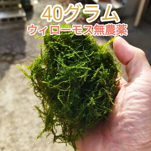 ウィローモス無農薬40g・ネコポス発送