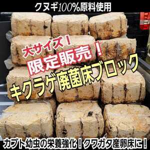 カブトムシ幼虫の栄養強化に！キクラゲ菌床ブロック【6個】マットに埋め込むだけでモリモリ食べる！クワガタの産卵床にも　クヌギ100％原料