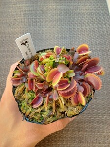 食虫植物 Dionaea muscipula akai ryu ハエトリソウ