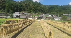 令和6年度産 天日干し 稲架掛け コシヒカリ 2キロ 