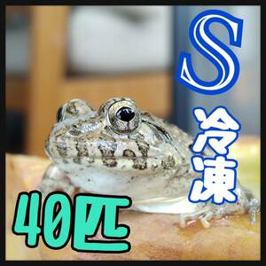 冷凍餌 Sサイズ 40匹 急速冷凍 餌用 カエル エサ用 ヌマガエル かえる 蛙 トカゲ ヘビ 蛇 ピラニア アロワナ マウス うずら ひよこ ラット