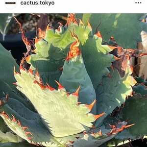 子株　レア　アガベ　ポタトラム　スポーン　5cm　　| CACTUS.TOKYO