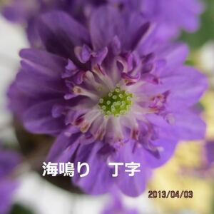 雪割草　銘品　海鳴り　丁字咲　2芽