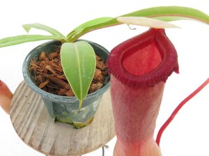 N.ventricosa Quezon Luzon 2.5号【現品限り】ネペンテス 食虫植物_17210