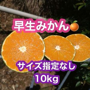 熊本県産！早生みかん　サイズ指定なし　10kg(送料無料)