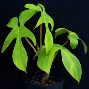 フィロデンドロン・フロリダグリーン Philodendron 