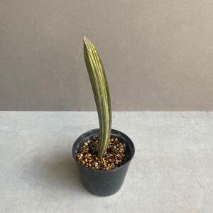 サンセベリア ハリー ベースボールバット斑入Sansevieria hallii variegated D65