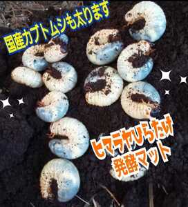 カブトムシ幼虫が大きくなる！　改良版　発酵マット【４袋】　産卵にも抜群　栄養添加剤配合！ギネスサイズ羽化実積多数　雑虫が湧きません